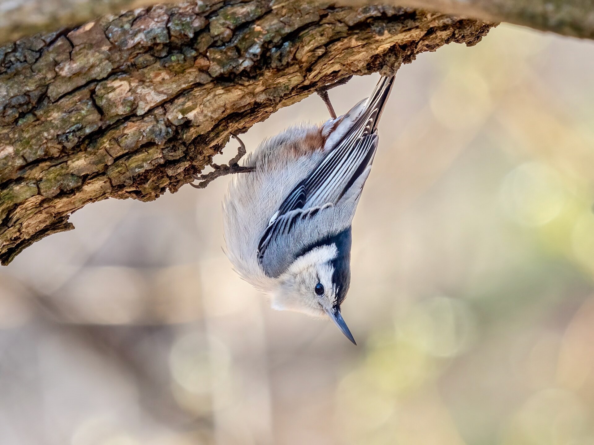 White-breasted Nuthatch in Green-Wood Cemetery by Rhododendrites is licensed under CC BY-SA 4.0.